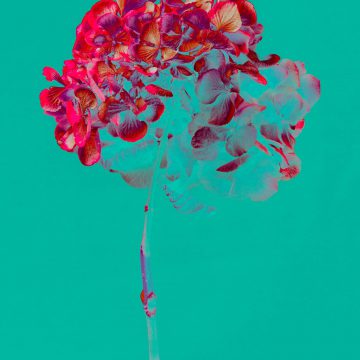 Bloemen serie Teis Albers SHE Art Gallery moderne kunst