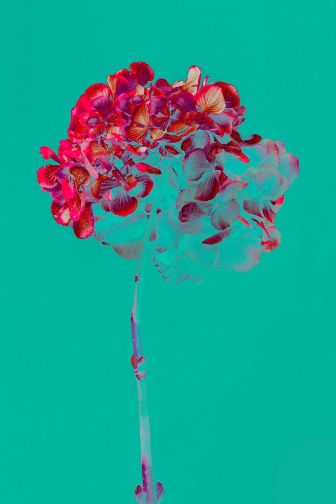 steenkool mei garage Zomer bloemen | Fotografie kunst Teis Albers | SHE Art Gallery