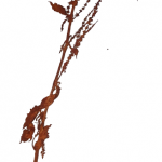zuringplant