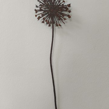 Kleine allium