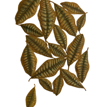 Croton Codia Green 40 x 65 cm 1695