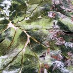 Mirjam Withaar vilten bladeren kunst