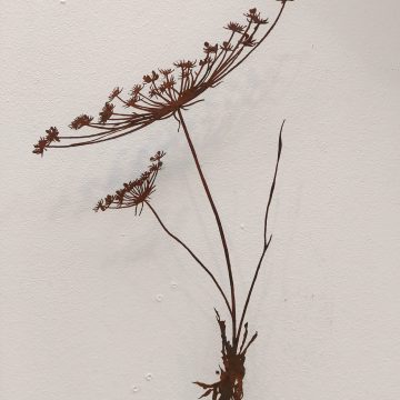 Schermbloem medium